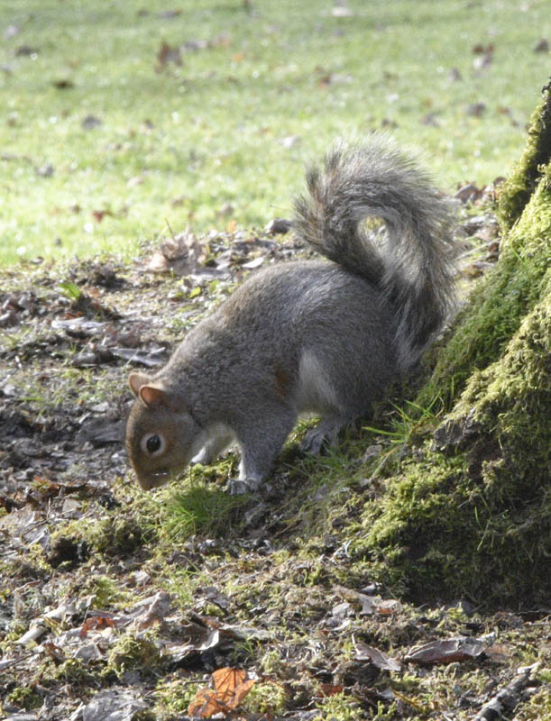 squirrel lake sammamish
