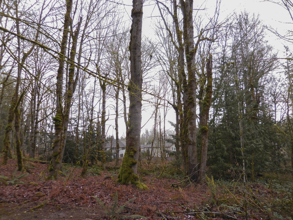 creeping houses soaring eagle