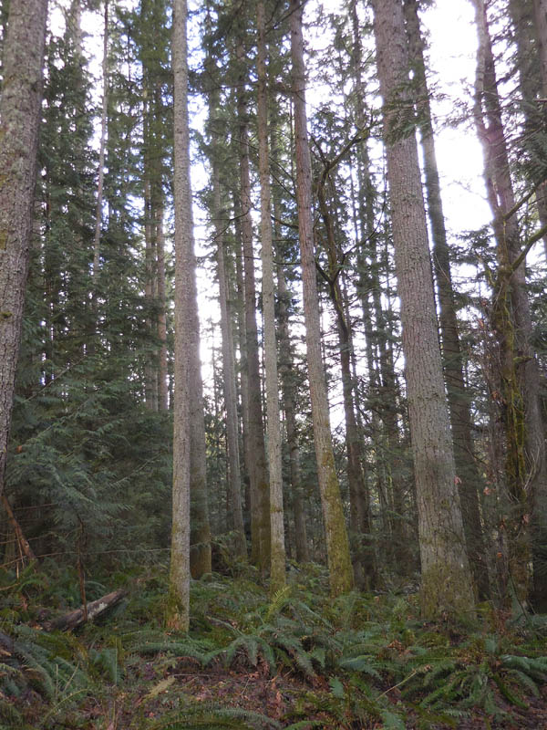 doug fir stand soaring eagle