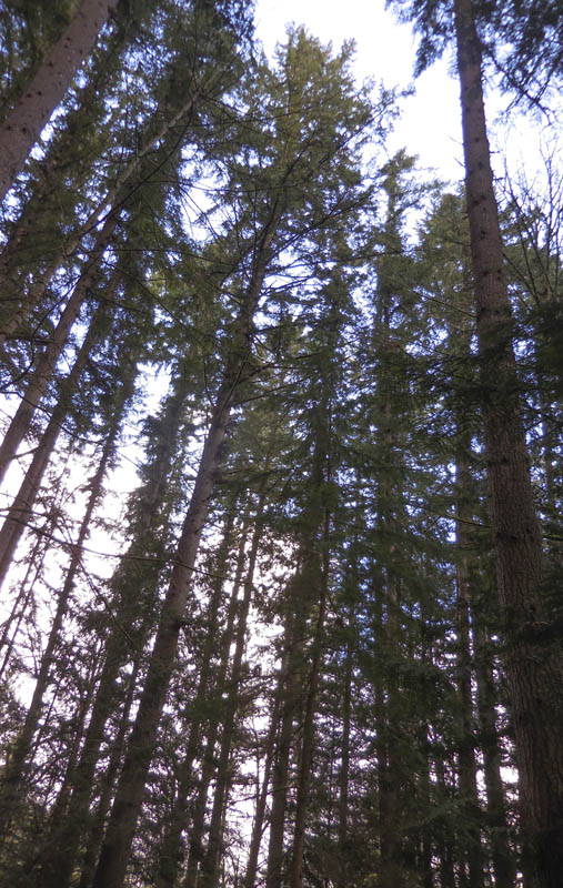 doug fir canopy soaring eagle