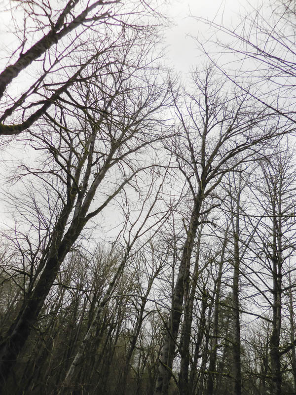 winter cottonwood canopy