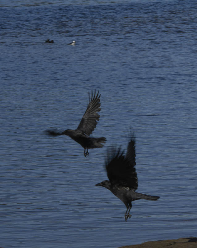 crows lake sammamish