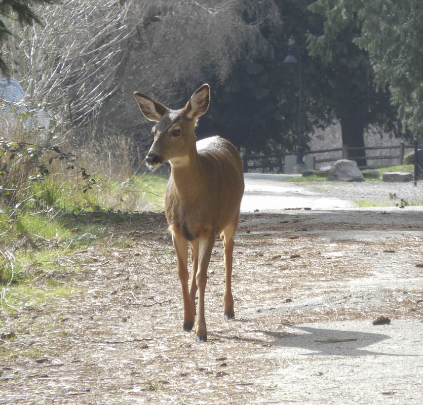 sammamish deer