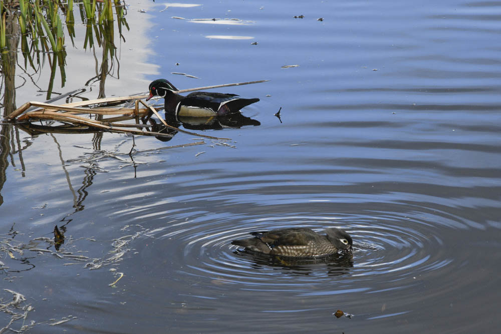 wood ducks juanita bay