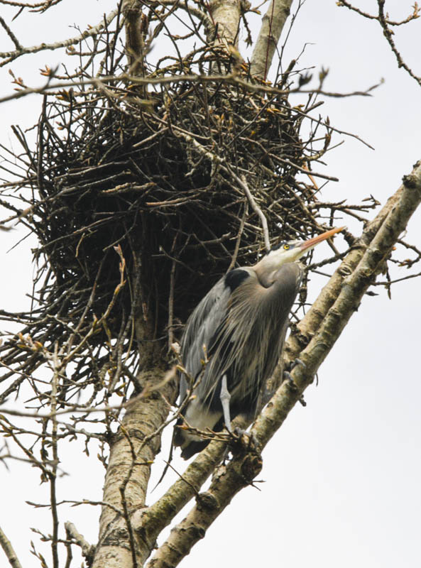 nesting herons marymoor