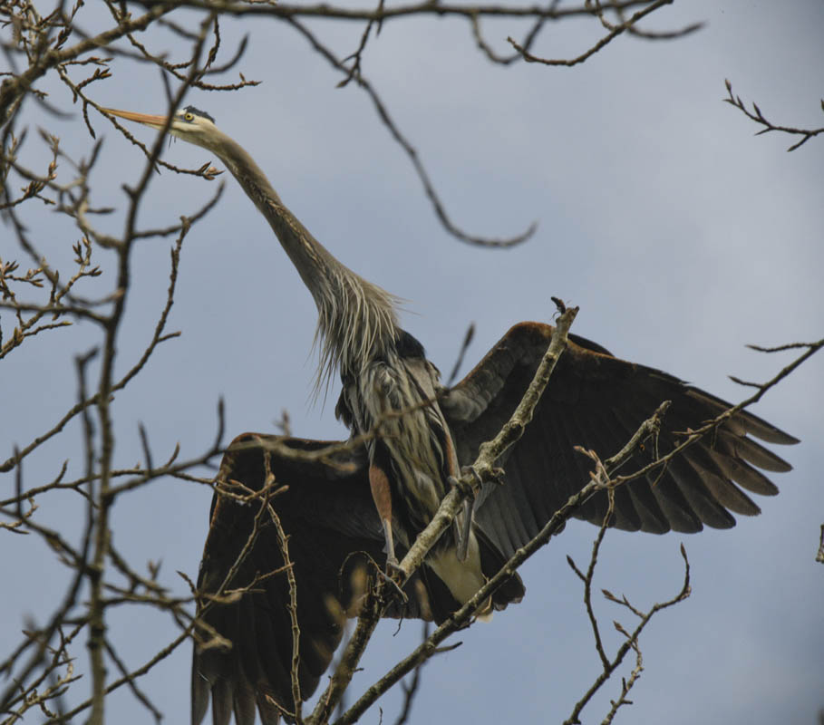 nesting heron marymoor