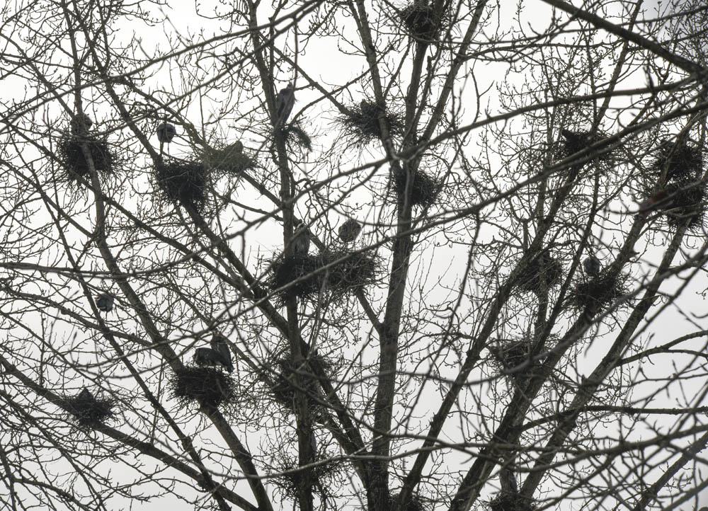 nesting herons marymoor