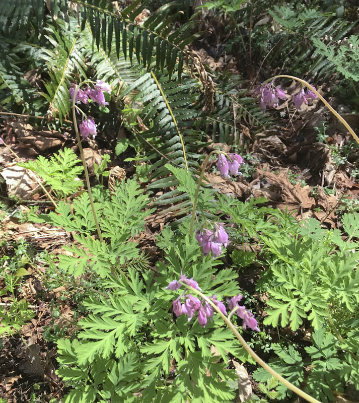 dicentra soaring eagle park