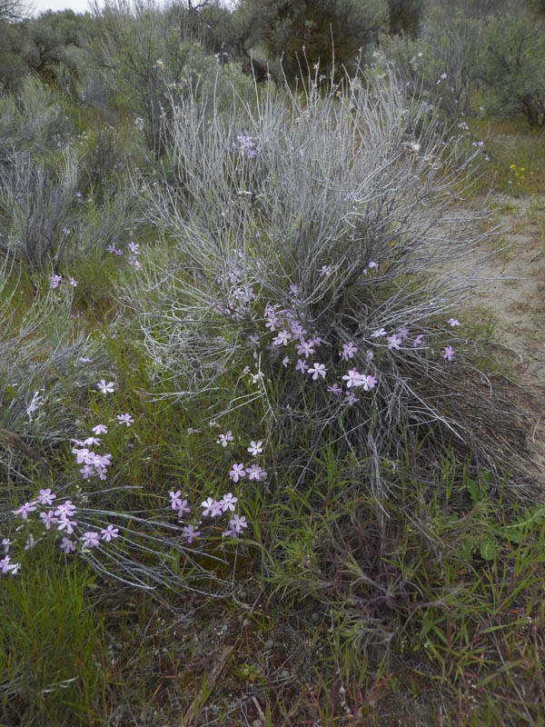 Long-leaf phlox flowers amon creek 