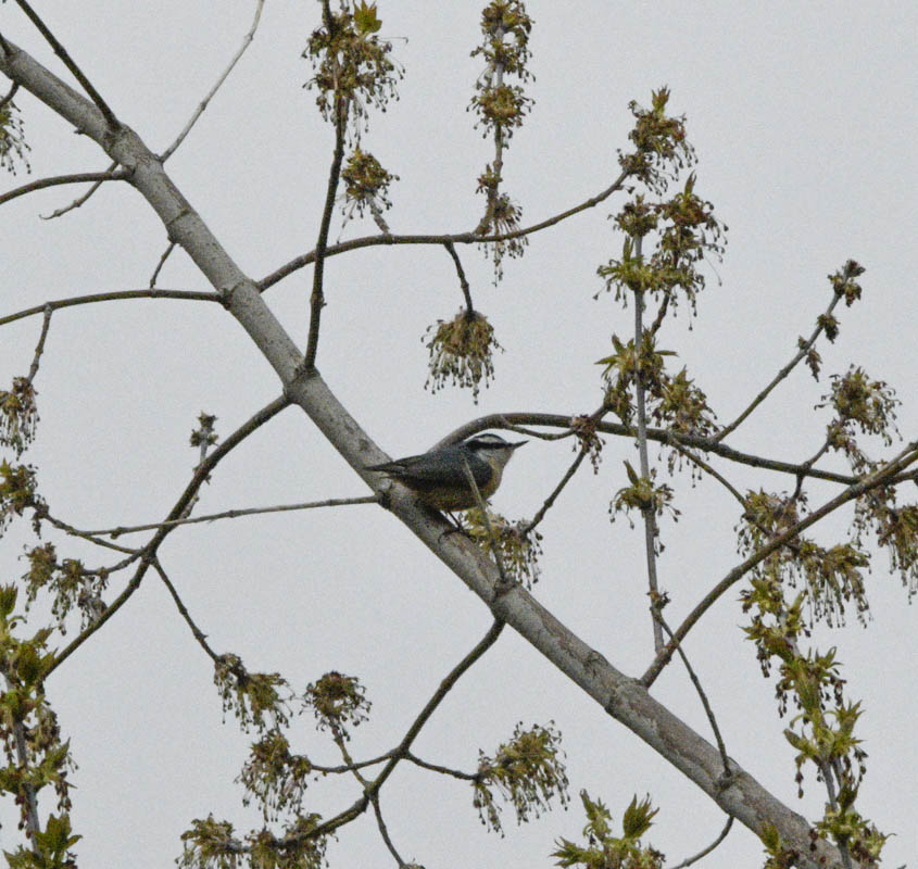 nuthatch
