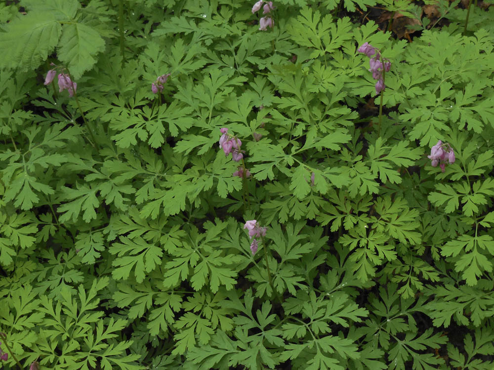 bleeding heart dicentra