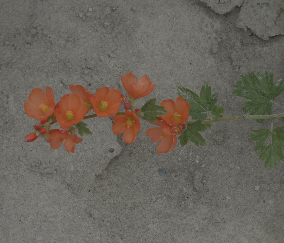 globemallow