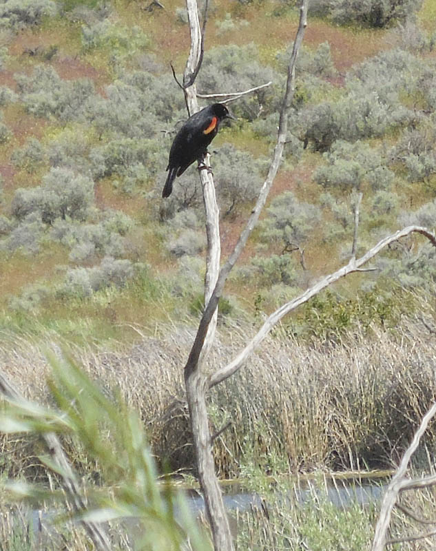 red winged blackbird