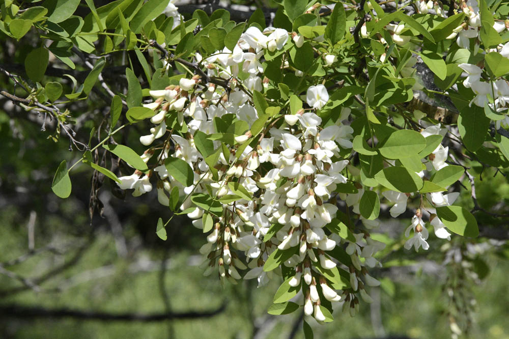 locust bateman island