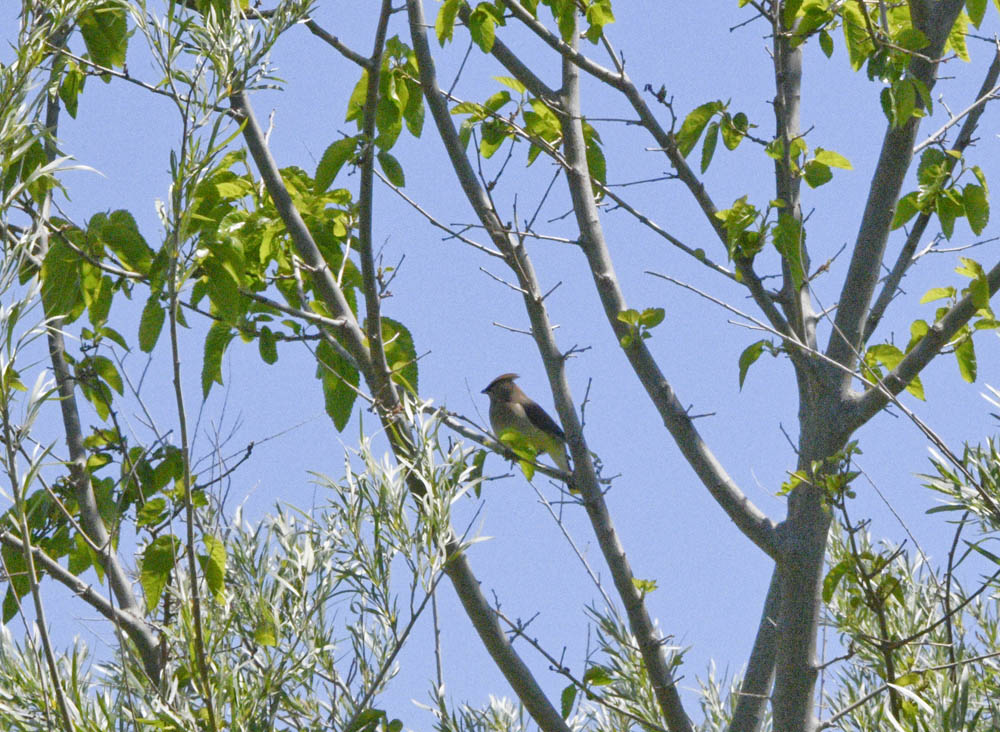 waxwing bateman island