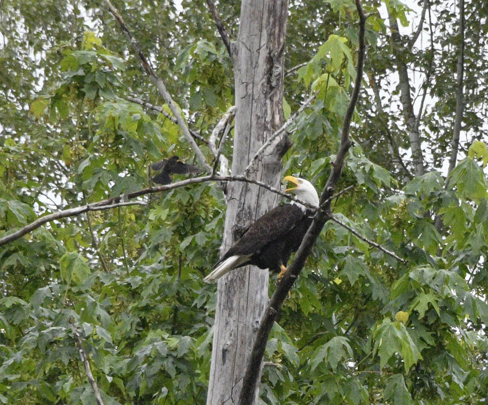 bald eagle pestered marymoor