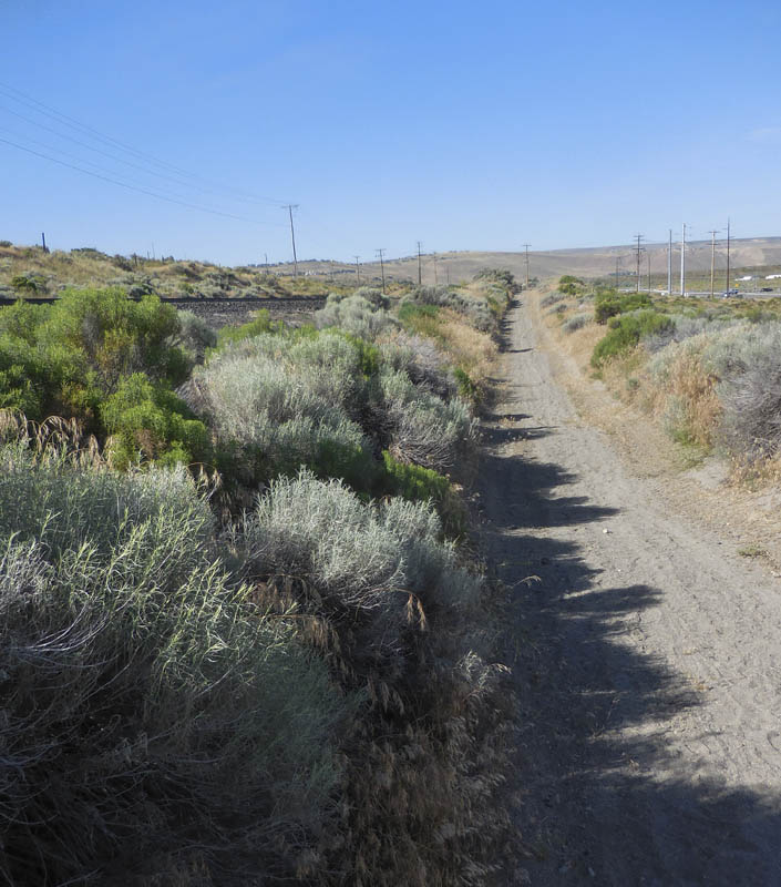 rabbitbrush richland