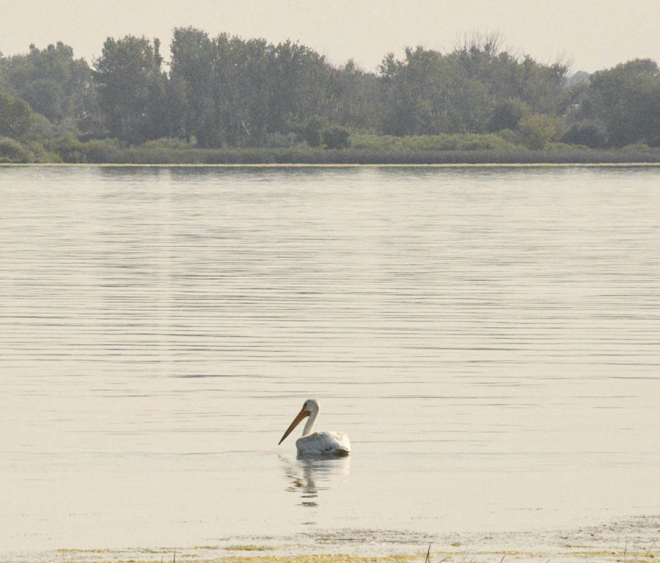 pelican columbia river