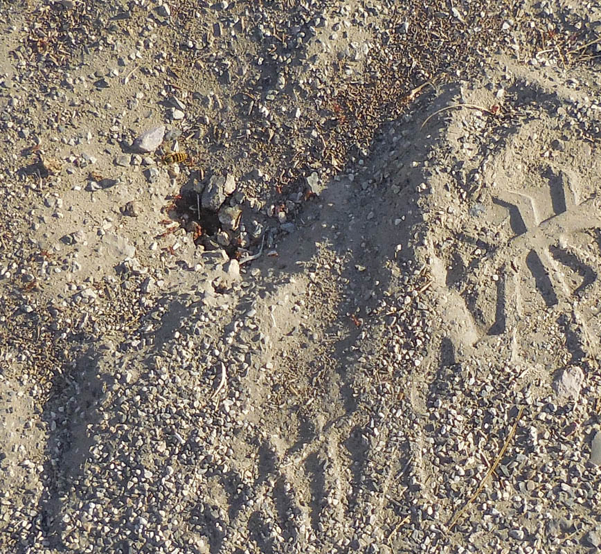 ants and yellowjacket