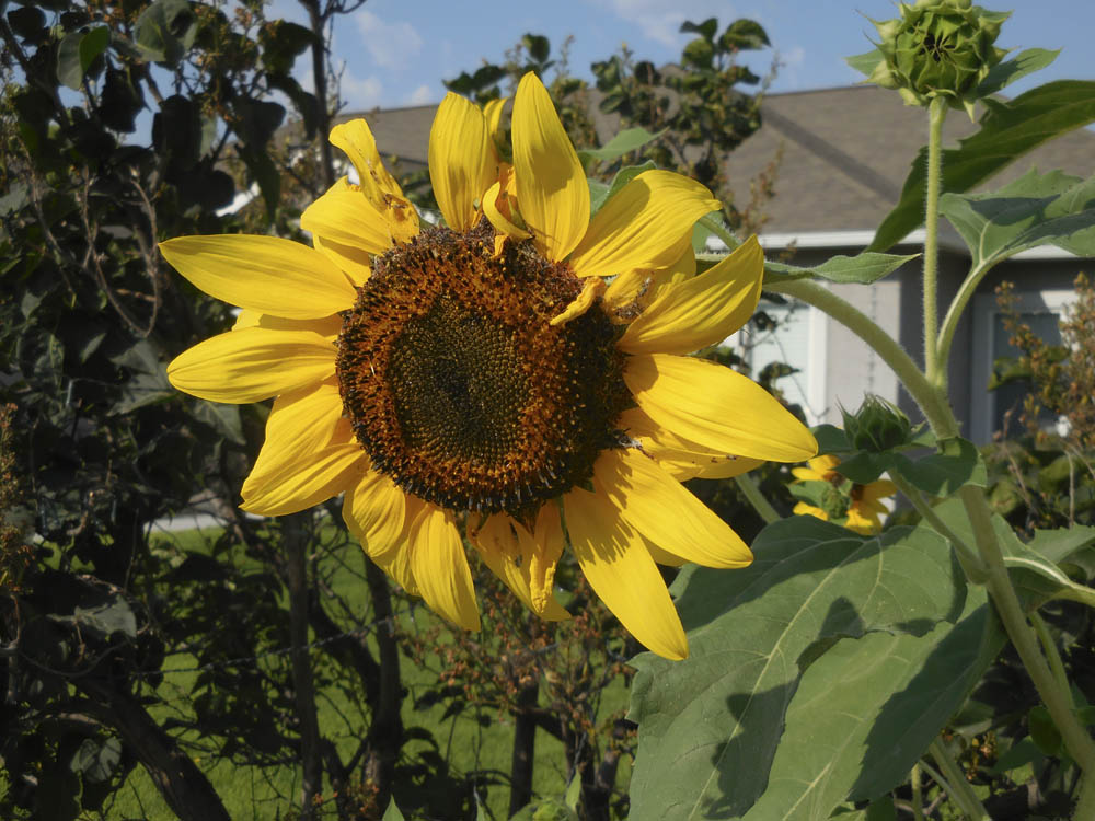 sunflower richland