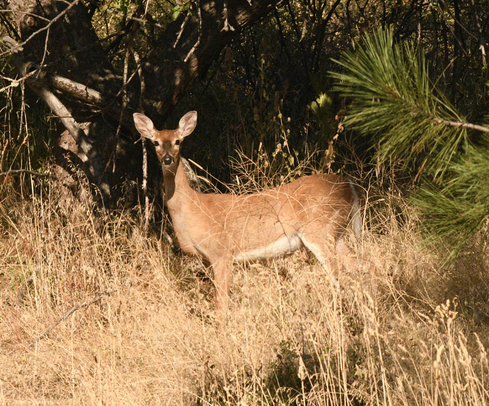deer eating apples