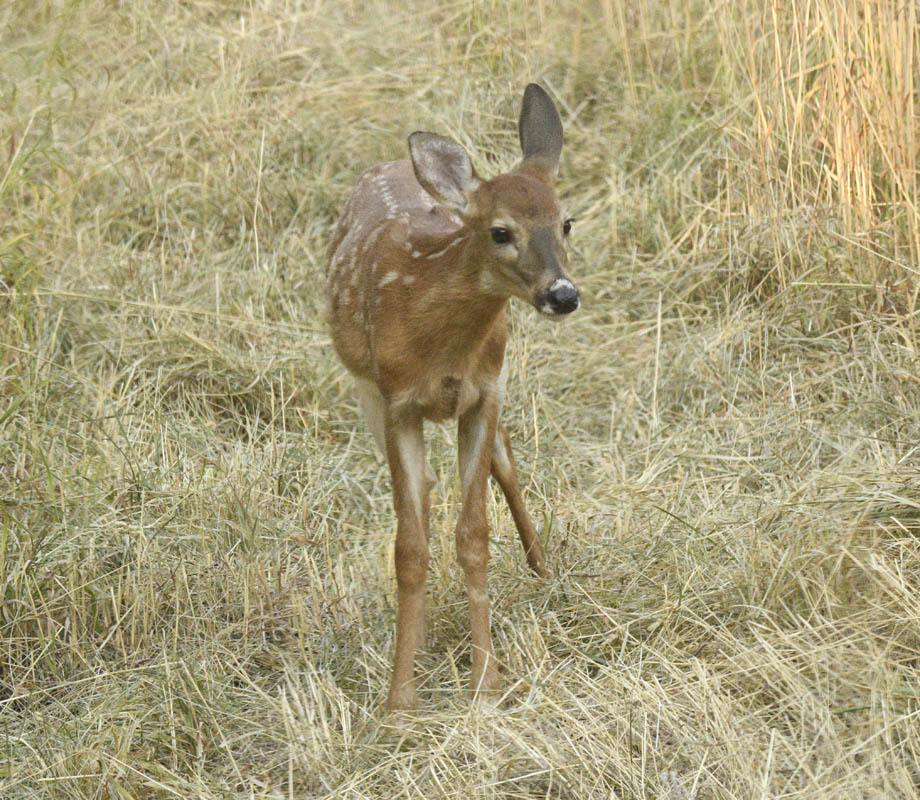fawn