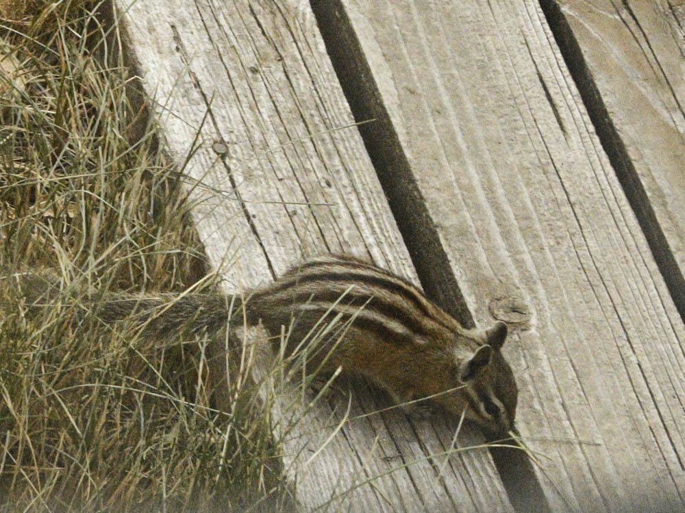 chipmunk
