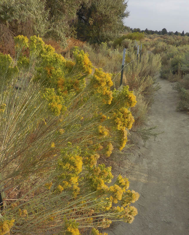 rabbit brush