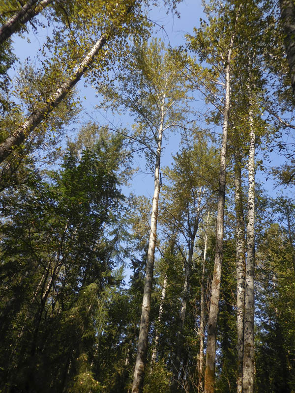 late summer cottonwoods