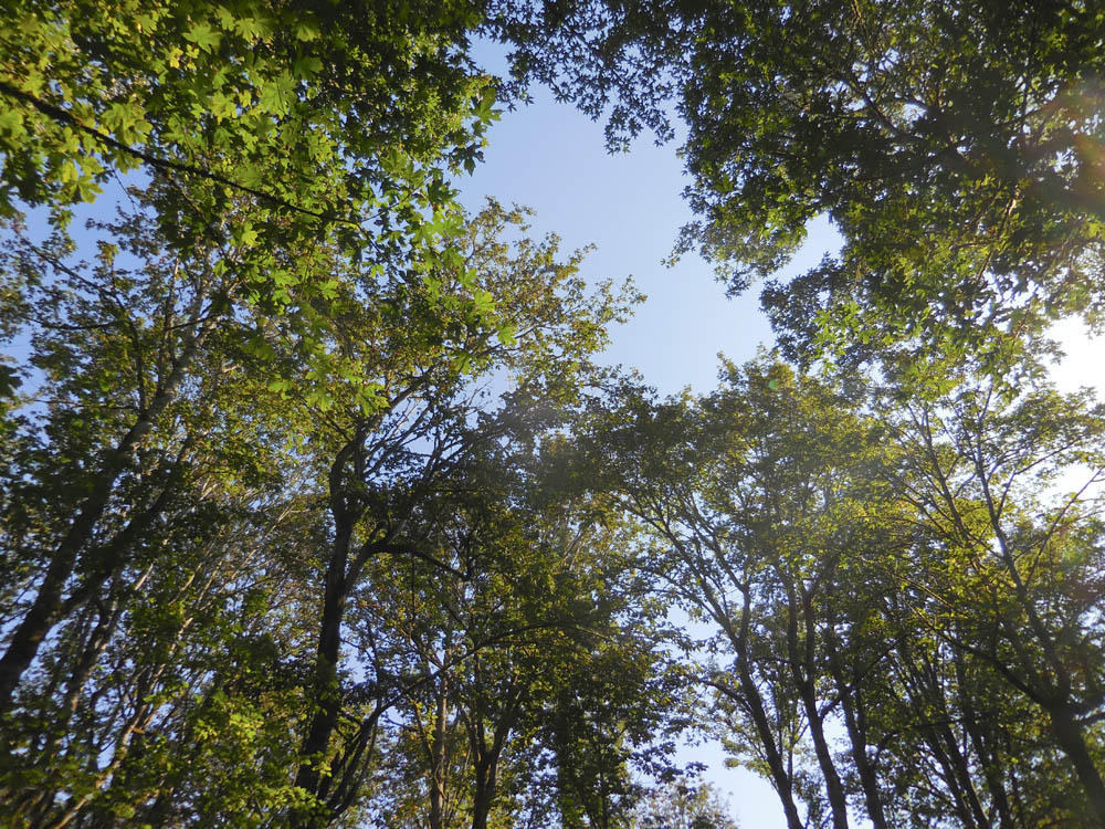september maple canopy