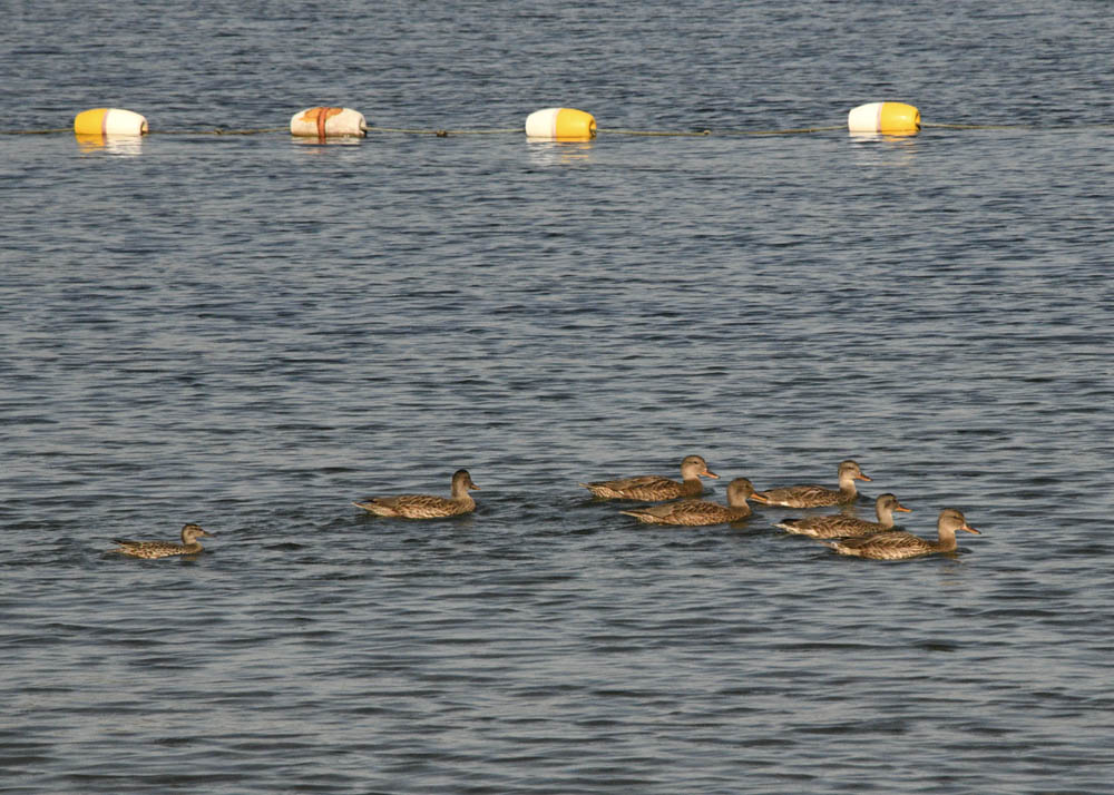 ducks lake sammamish