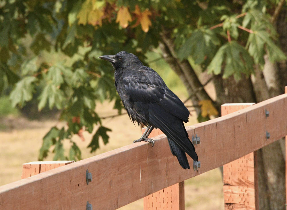 crow at marymoor