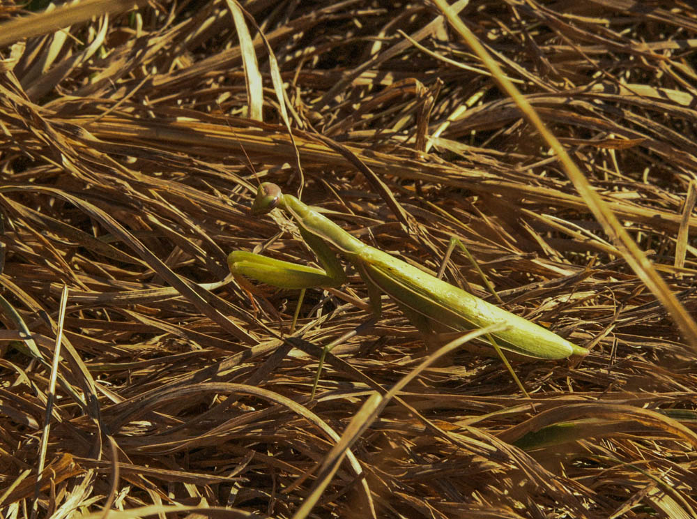 praying mantis