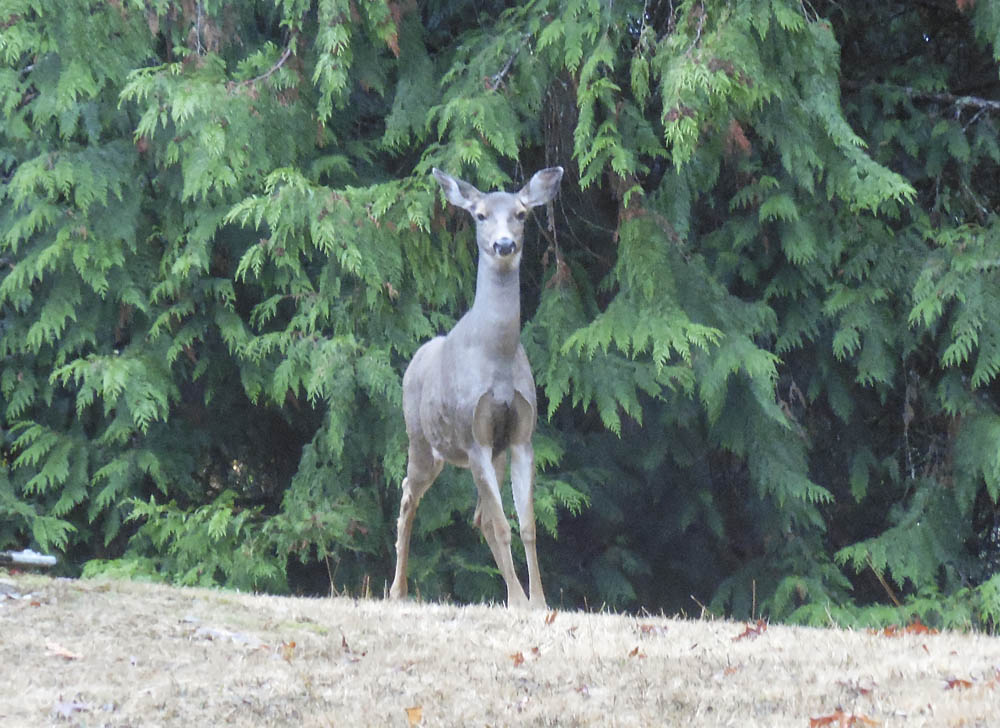 sammamish deer