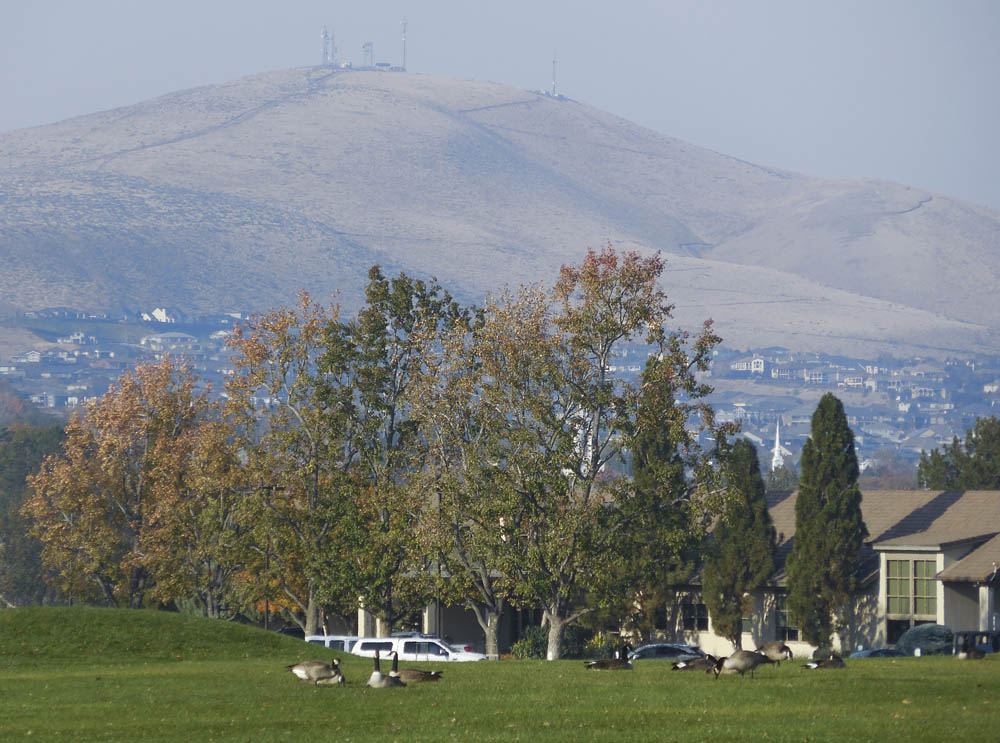 geese and badger mtn