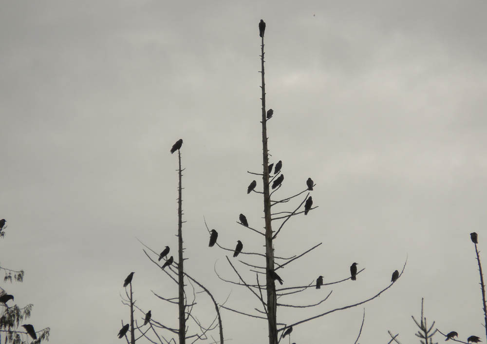 crows