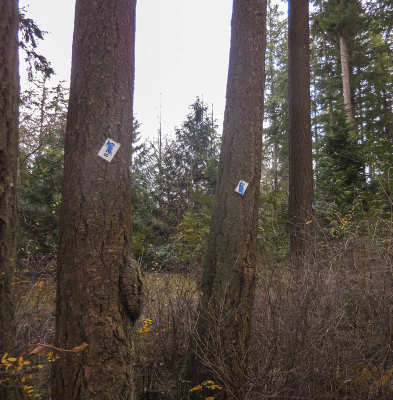 tagged trees pine lake park