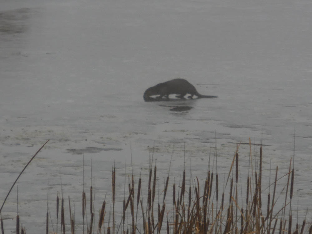 otter amon creek