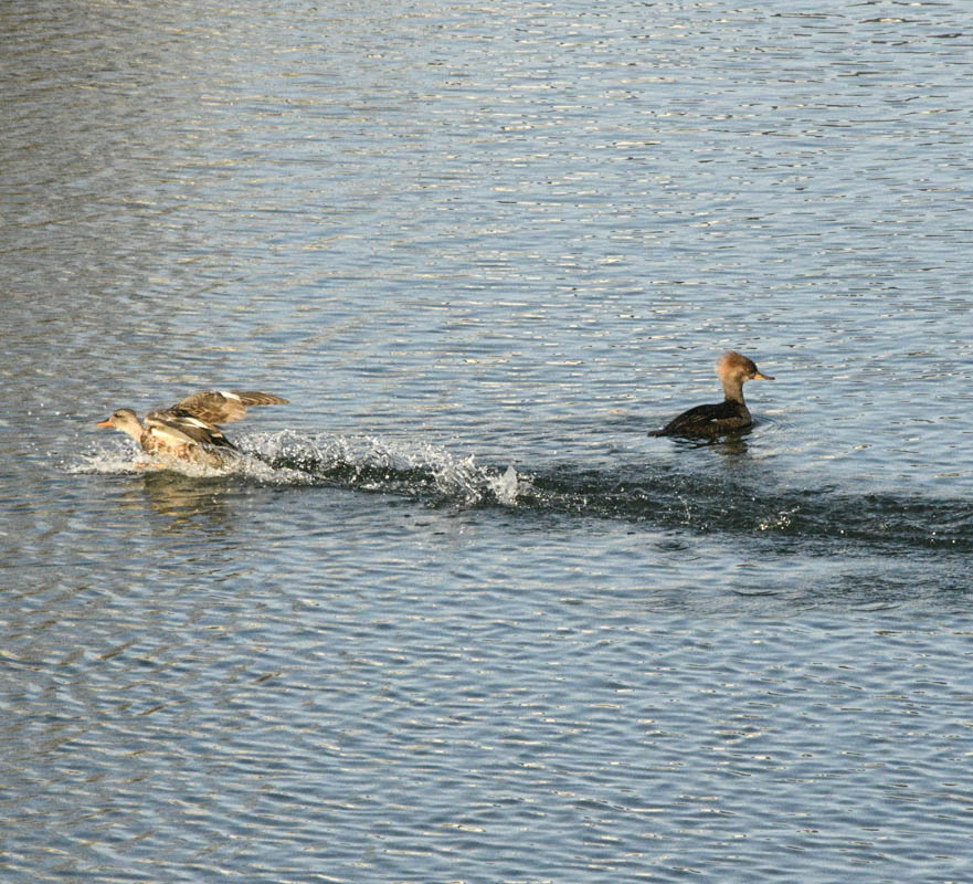 merganser amon creek
