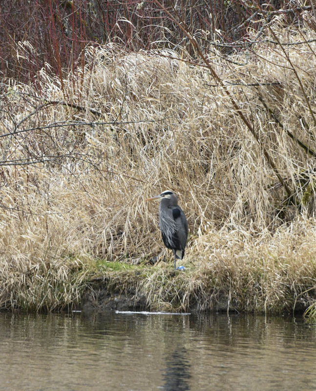 heron sammamish river