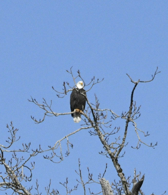 eagle lake sammamish