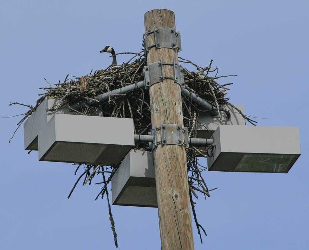 goose in osprey nest