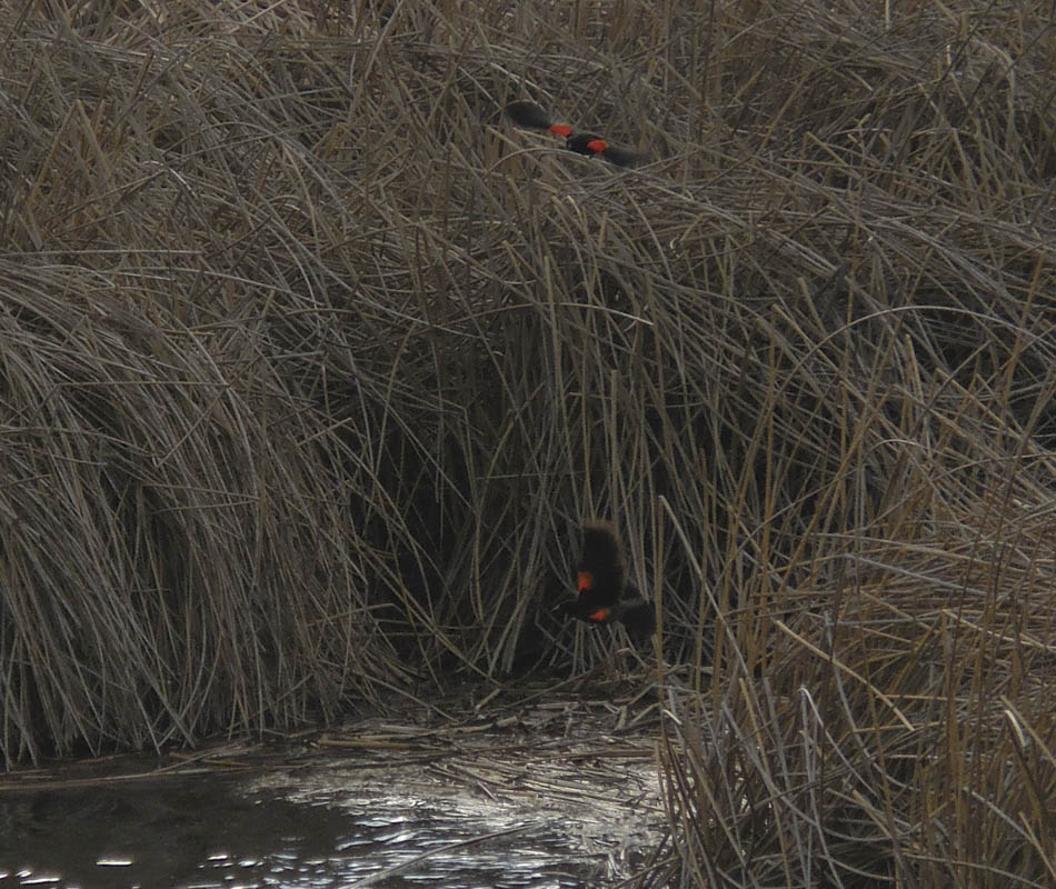 redwinged blackbirds amon creek