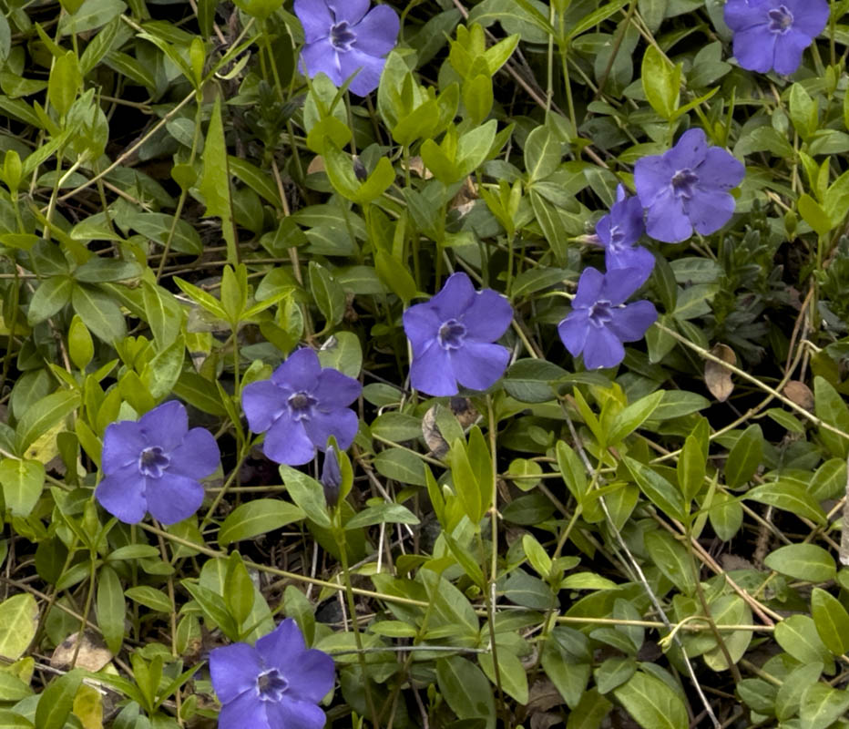 vinca minor