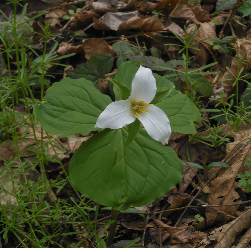 trillium