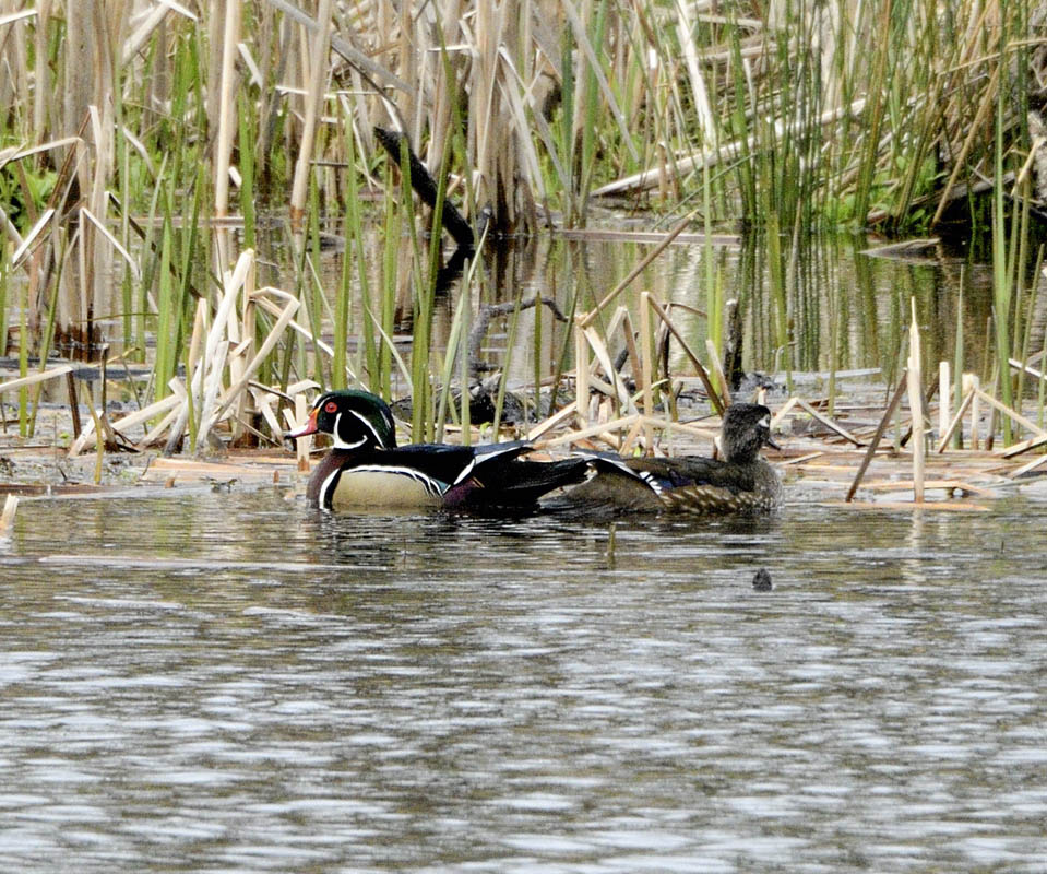 wood duck pair