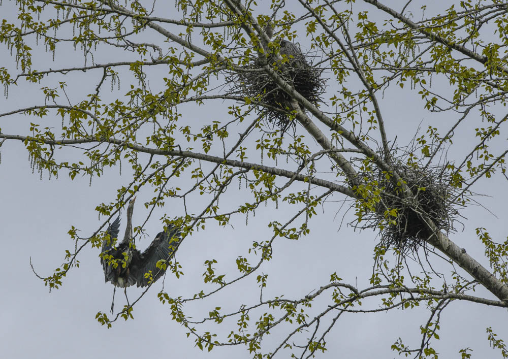 heron marymoor rookery