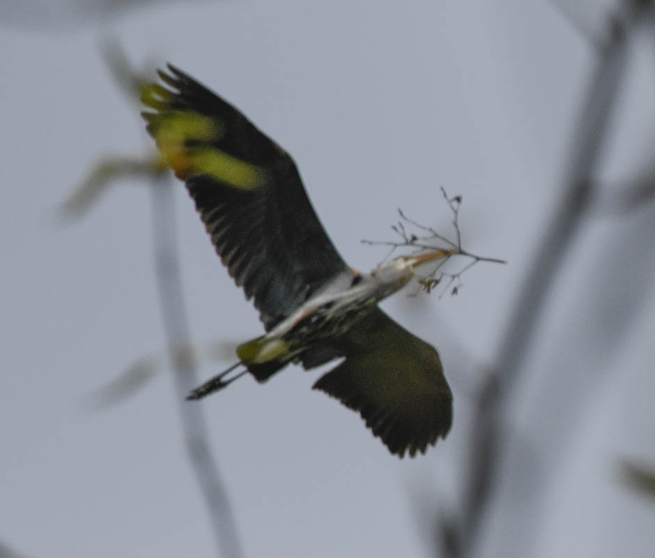 heron marymoor rookery
