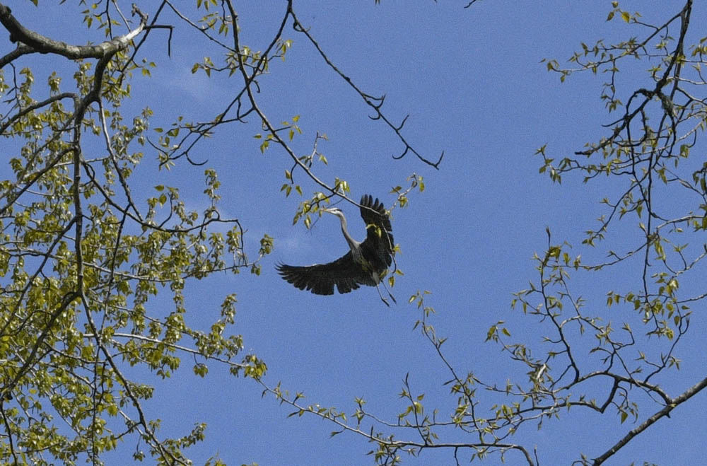 heron marymoor rookery