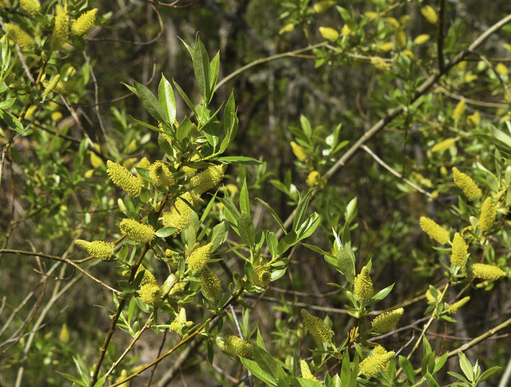 willow flowers